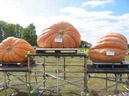 giant pumpkin winners